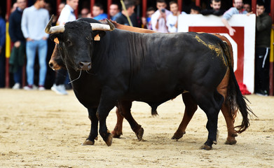 un toro bravo español con grandes cuernos en una plaza de toros en un tradicional espectáculo de...