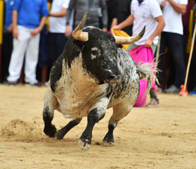 un toro bravo español con grandes cuernos en una plaza de toros en un tradicional espectáculo de...