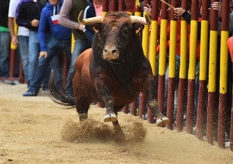 un toro bravo español con grandes cuernos en una plaza de toros en un tradicional espectáculo de...