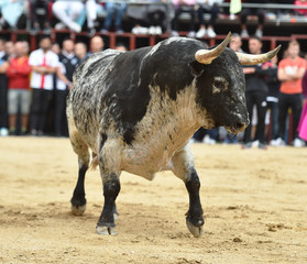 toro en un tradicional espectaculo de toreo