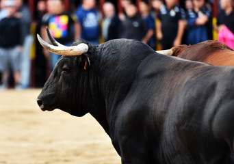 toro en un tradicional espectaculo de toreo