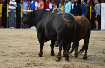 toro en un tradicional espectaculo de toreo