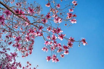 Spring is coming, featuring some beautiful cherry blossom trees