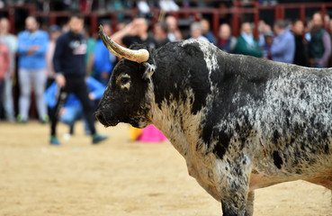 toro español con grandes cuernos en un tradicional espectáculo de toreo
