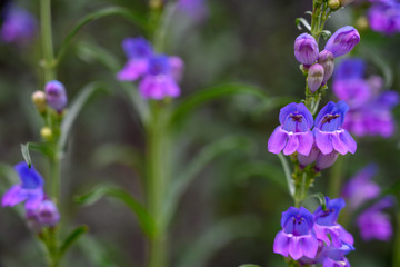 Close Up of Blue and Purple Blooms
