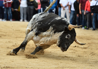 toro en un tradicional espectaculo de toreo