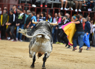 un toro bravo español con grandes cuernos en una plaza de toros en un tradicional espectáculo de...