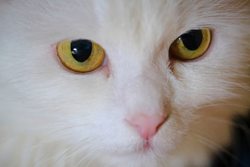 Fototapeta premium white cat with yellow eyes close up