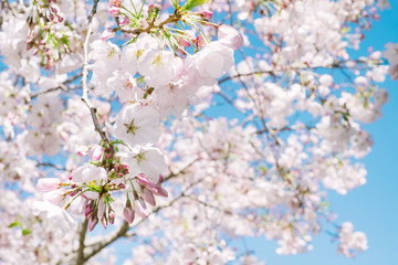 White and pink cherry blossoms in full bloom in spring with bright blue sky background