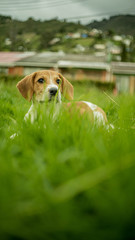 dog lying on the grass watching the horizon