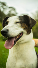 black and white dog smiling with eyes closed
