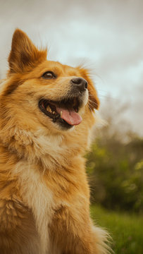 
Portrait Of Smiling Dog With One Ear Raised And One Ear Not