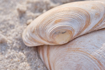 Colorful Clam Shells found while beachcombing  on the Beautiful sandy beaches on the New Jersey...