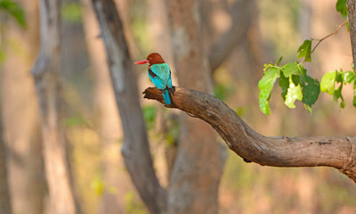 A White Throated Kingfisher in the Forest