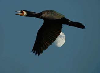 Pygmy cormorant (Microcarbo pygmaeus) on colony captured in Belarus