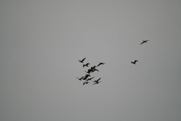 Pygmy cormorant (Microcarbo pygmaeus) on colony captured in Belarus