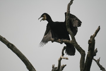 Pygmy cormorant (Microcarbo pygmaeus) on colony captured in Belarus