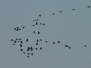 Pygmy cormorant (Microcarbo pygmaeus) on colony captured in Belarus
