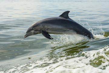Dolphin Jumps out of water