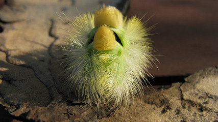 Gąsienica, Pędzel Szczotecznica szarawka