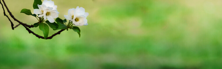 panoramic view of wild apple flower on colorful bokeh background. white flowers on green...