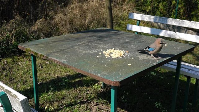 Eurasian Jay eats food on the table (Garrulus glandarius) - (4K)