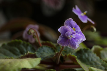 A beautiful view of a violet with green leaves