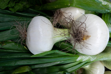 Raw white onions with long thick green stalks attached to the bulb. The bottom of the onions has...