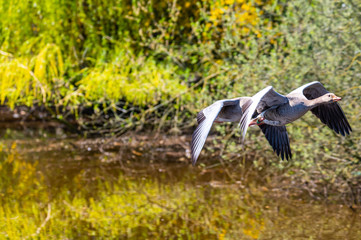 two greylag geese fly over a river in formation flight
