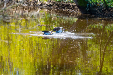 Two Egyptian Geese  landing just in a small river