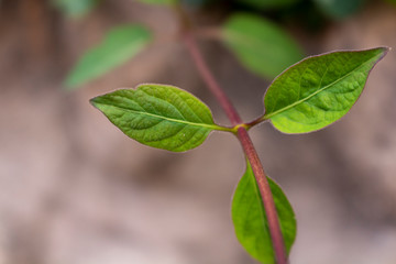 A closeup view of green leaves with colorful flower shoot