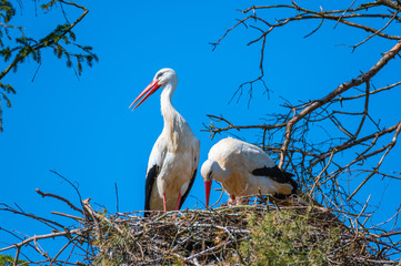 Two storks sit in  their nest with blue background