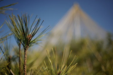 Pine trees of Kenrokuen, Kanazawa, Ishikawa, Japan
