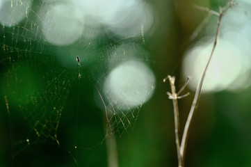 spiderweb
