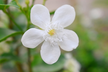 A small white flower with blurred background