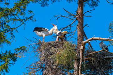 two storks perform  their mating dance in their nest au