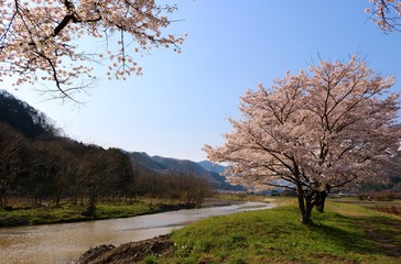 春　さくら　風情　田舎　杤木　風景