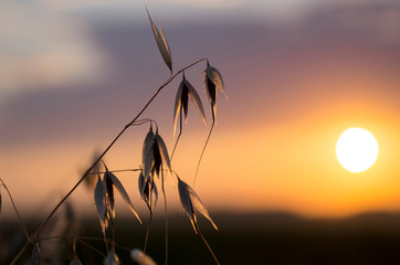 Oat field in sunset