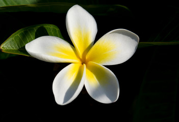 Frangipani