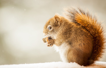 Canadian Red Squirrel - Tamiasciurus hudsonicus eating a Mushroom in the Middle of Winter.
