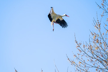 A stork flies far past  the sky with a blue background