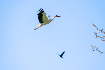 Obraz premium A stork flies far past the sky with a blue background