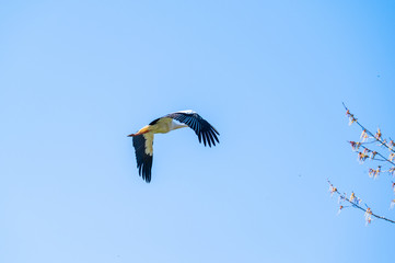A stork flies far past  the sky with a blue background