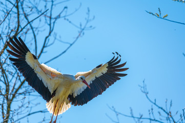 A stork landing towards  its nest with a blue sky