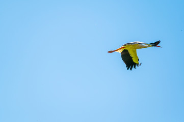 A stork flies far past  the sky with a blue background
