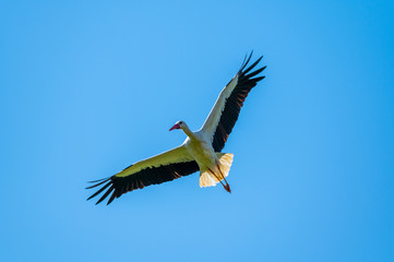 A stork flies far past  the sky with a blue background
