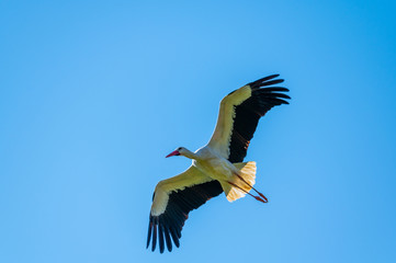 A stork flies far past  the sky with a blue background