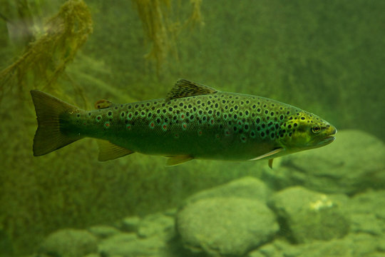 Brown trout (Salmo trutta fario).