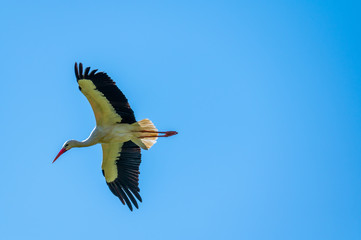 A stork flies far past  the sky with a blue background