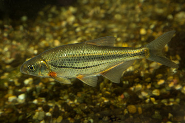 Souffia or Western Vairone (Telestes souffia).